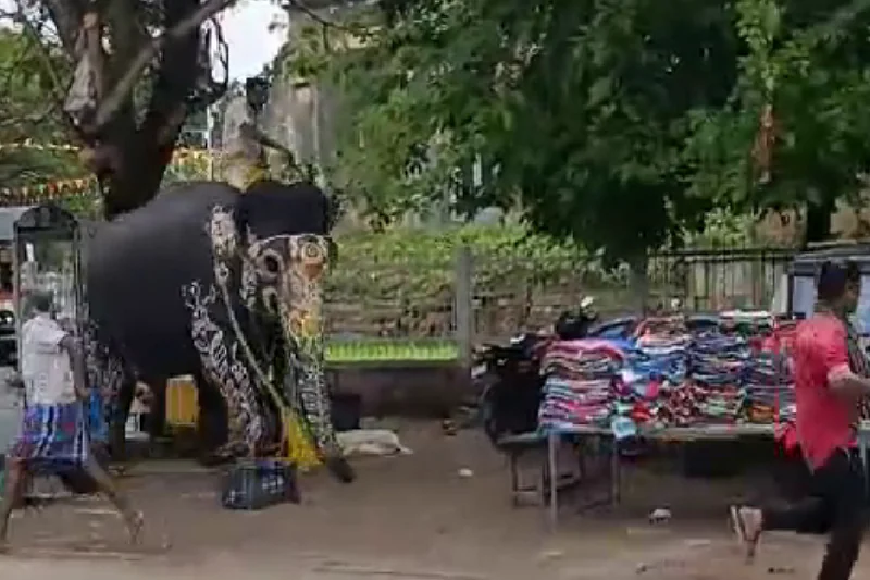 hiranya elephant
