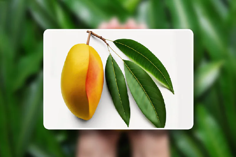 mango leaves