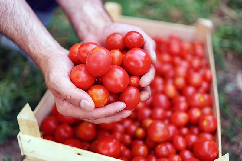 Tomato prices hit Rs 100 again