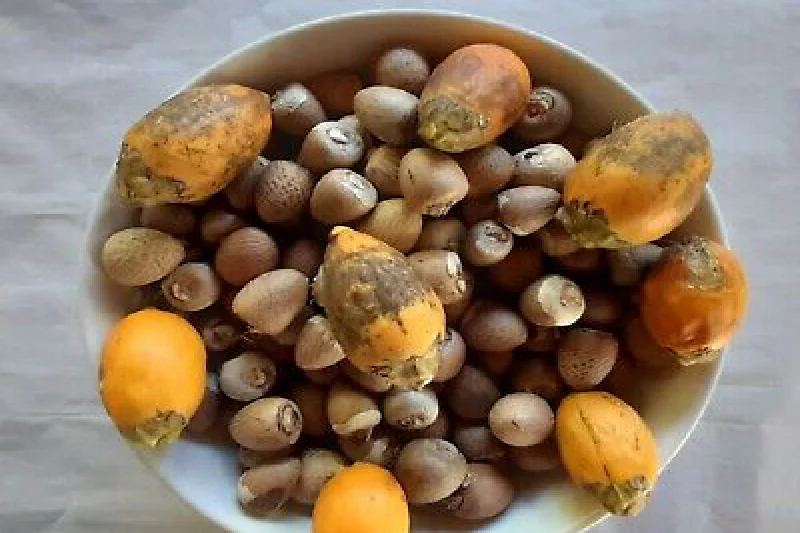 Areca nut