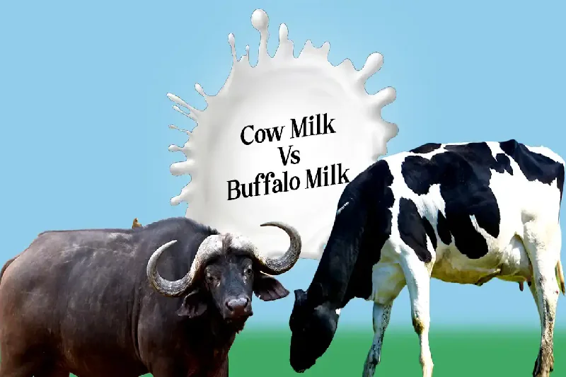 Buffalo Milk vs. Cow Milk