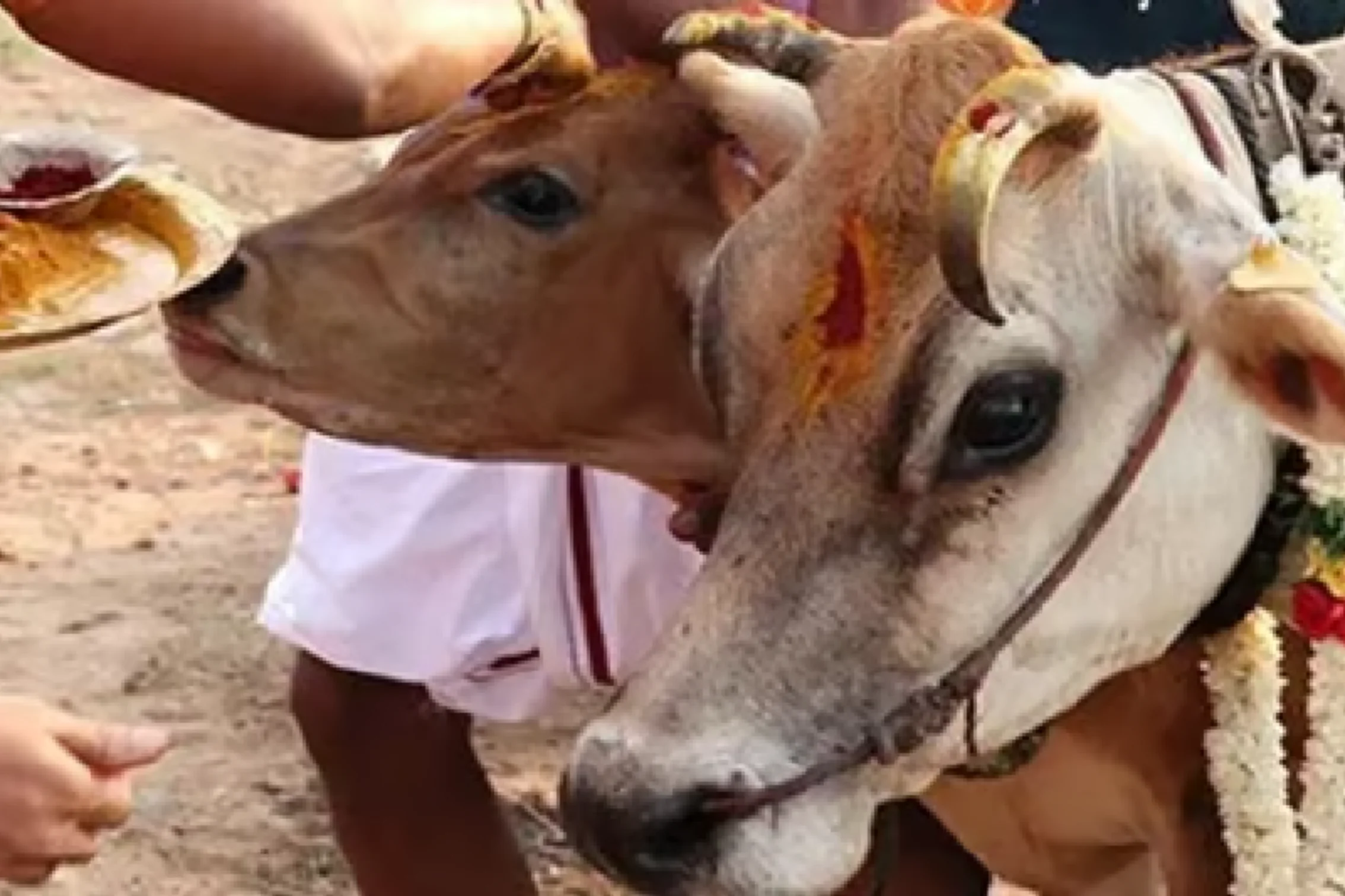 Govardhan Pooja