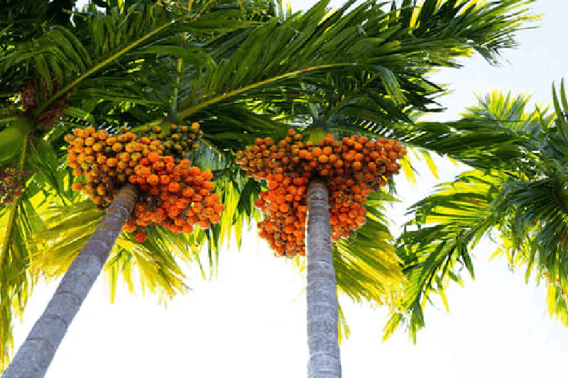 areca-nut