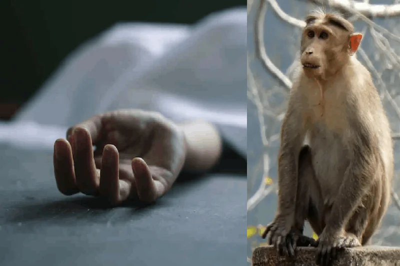 Monkey