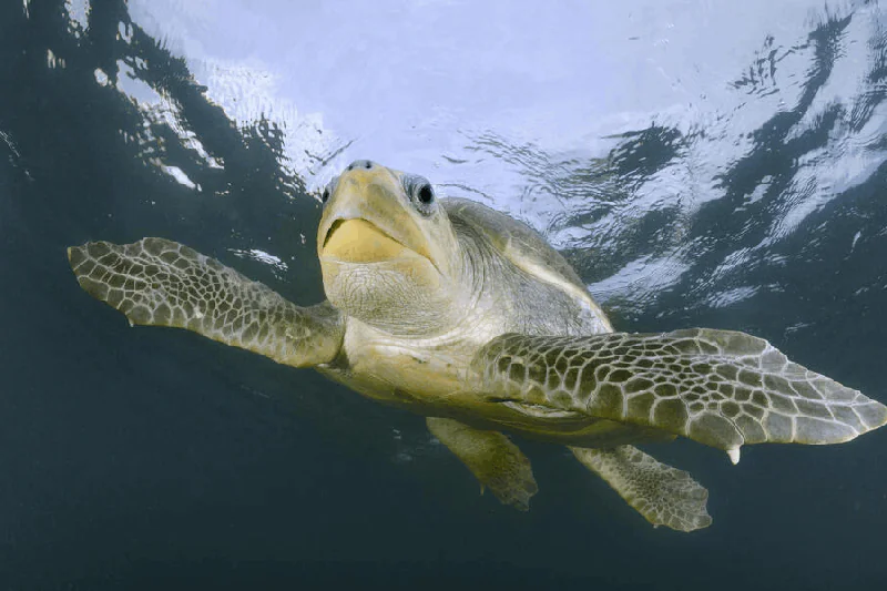 Olive ridley sea turtle