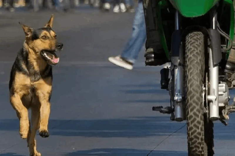 Why Dogs Chase