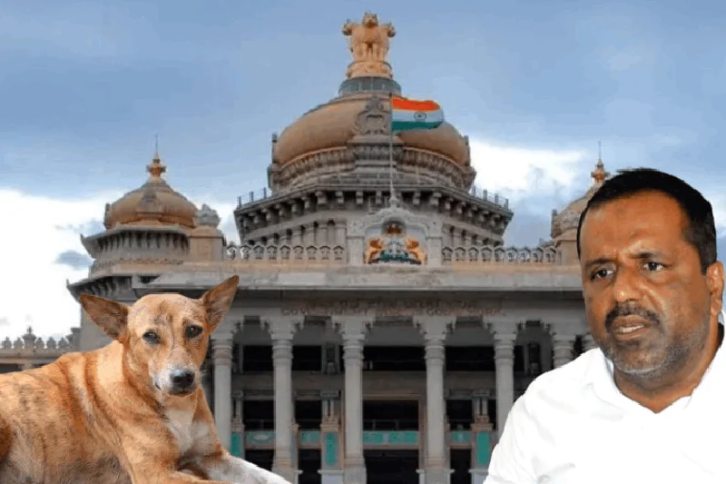 shelter-for-stray-dogs