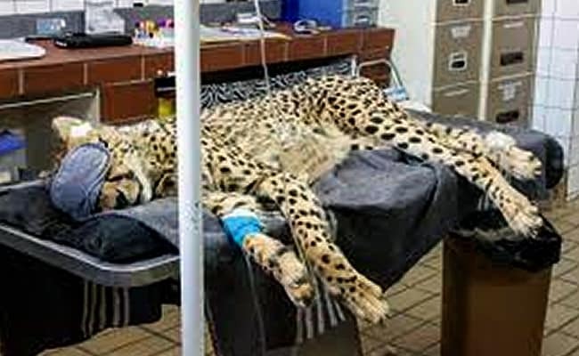 Female cheetah brought from Namibia falls ill suffers from kidney problem