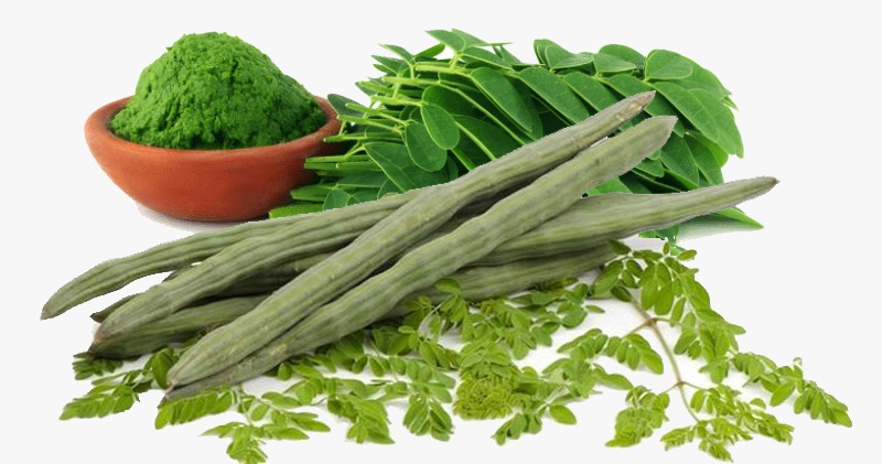 health benefits of drumstick leaves explained in Kannada