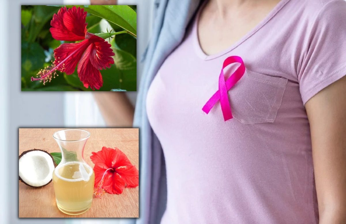 hibiscus flower extract is good for breast cancer patients