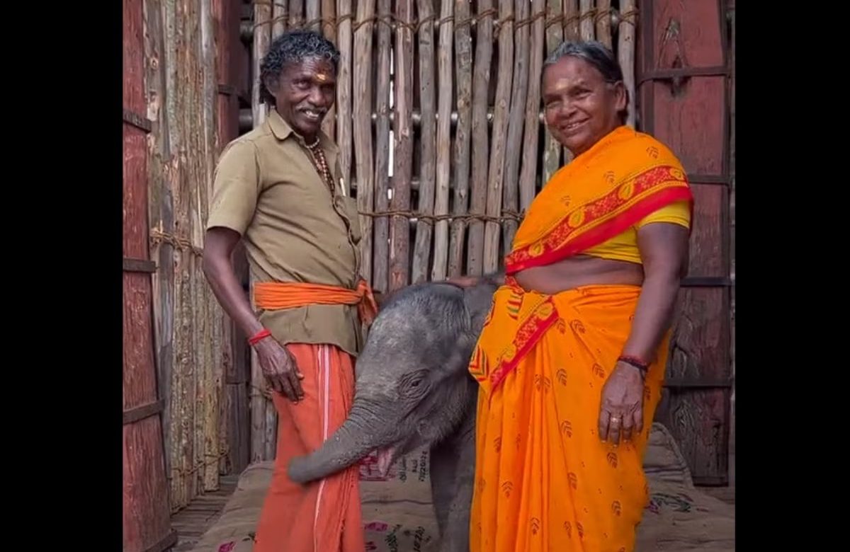 Elephant calf cared for by The Elephant Whisperers couple dies in Tamil Nadu