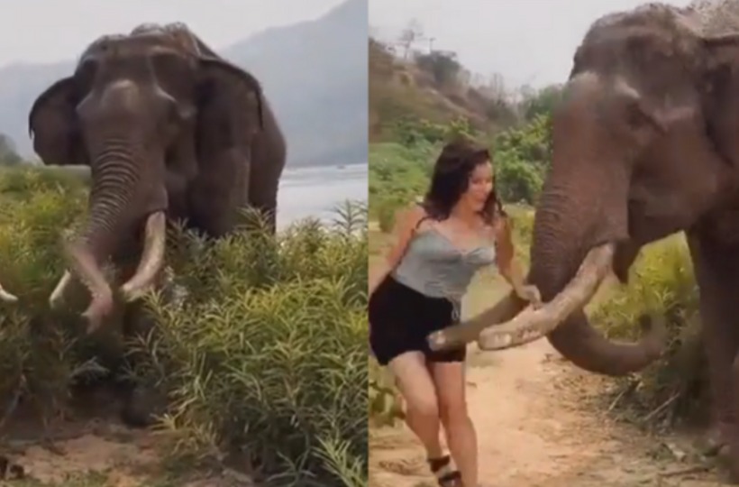 Elephant Attacks Woman Who Was Trying To Be Smart By Feeding It Bananas