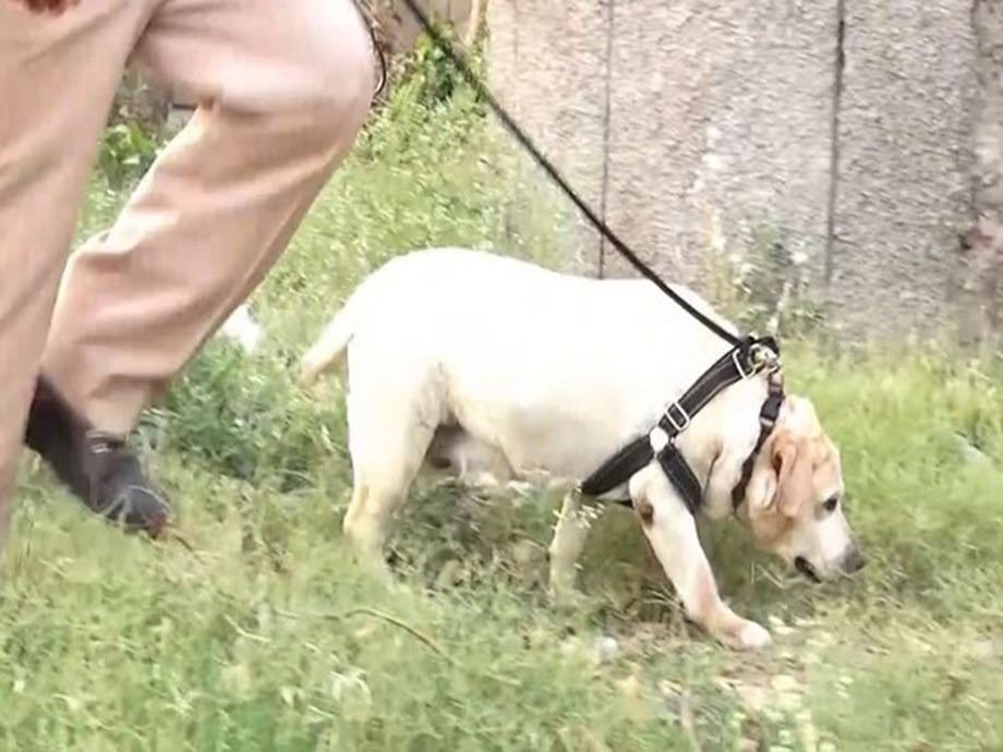 Labrador part of Punjab Police Canine squad beats cancer and joins back duty