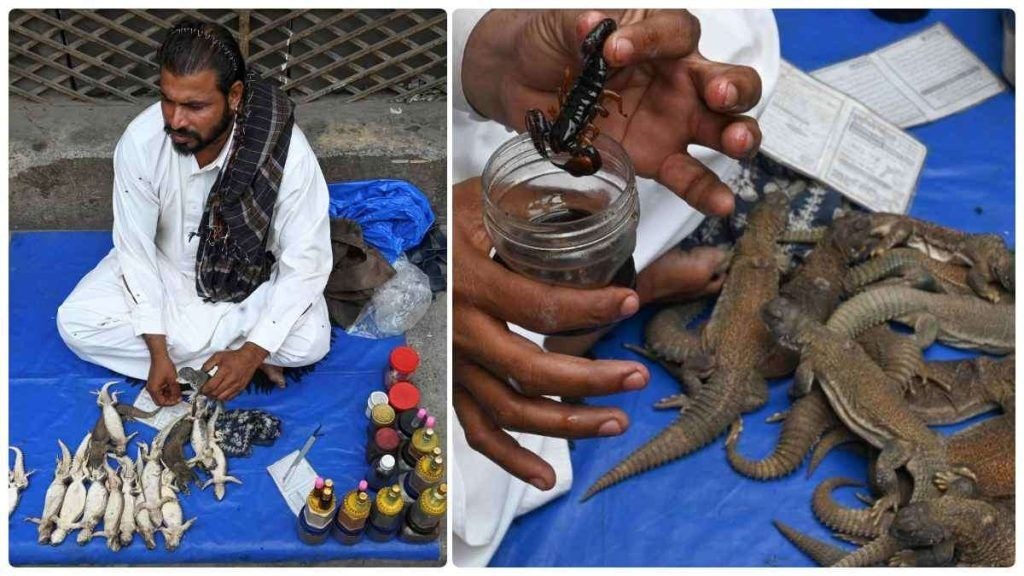 Pakistani men buying 'aphrodisiac' lizard oil amid ban on Viagra
