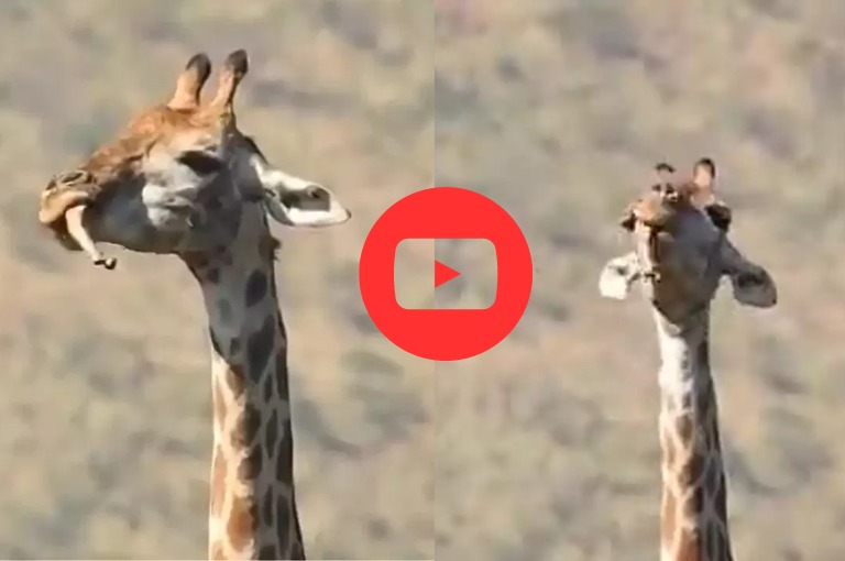 After deer eating snake a clip of giraffe eating bones goes viral