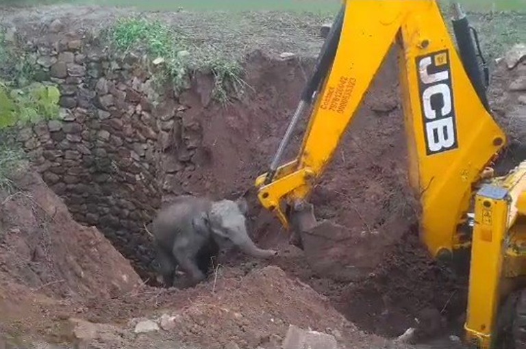 Baby elephant rescued from 10-foot-deep well in Odisha's Keonjhar