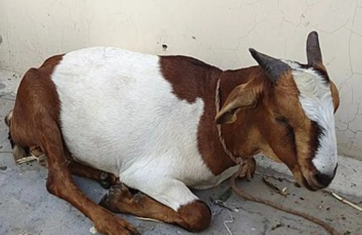 Man in India dies after choking on goat's eye during village picnic
