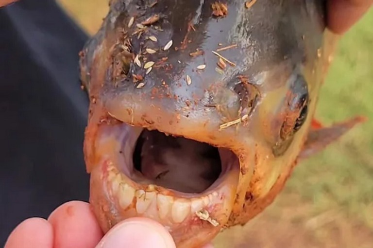 Rare fish with human-like teeth caught by 11-year-old US boy