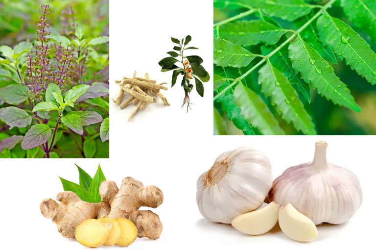 There are herbs in your backyard to boost immunity during the rainy season