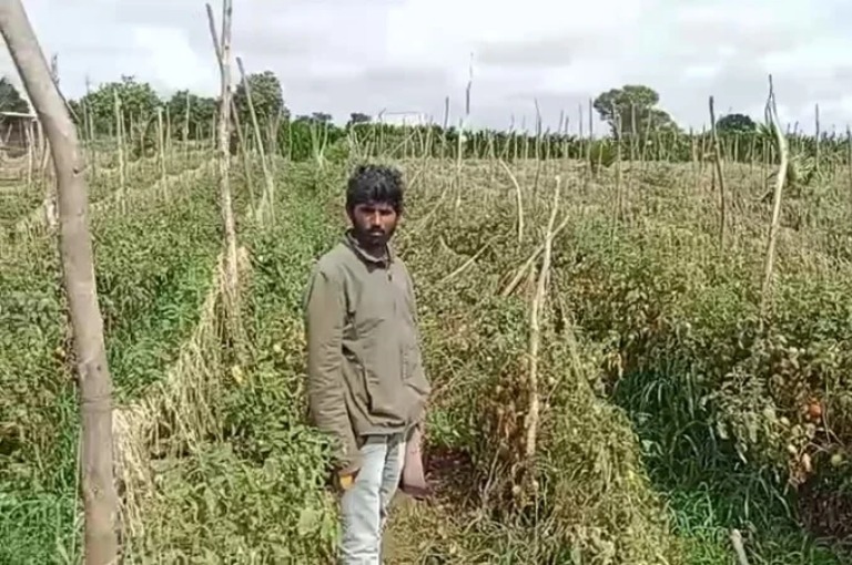 Tomatoes worth one and a half lakhs were stolen from a farmer's land in hassan