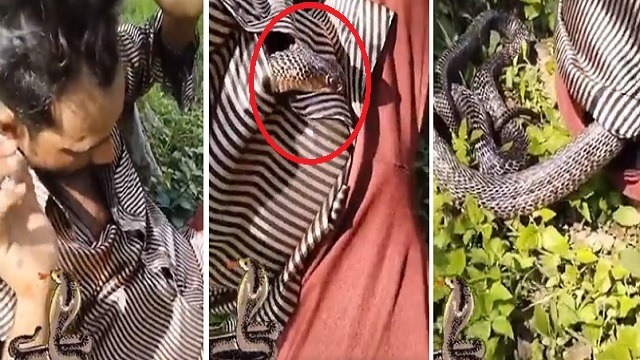 man was resting against a nearby tree when the snake crawled into his shir