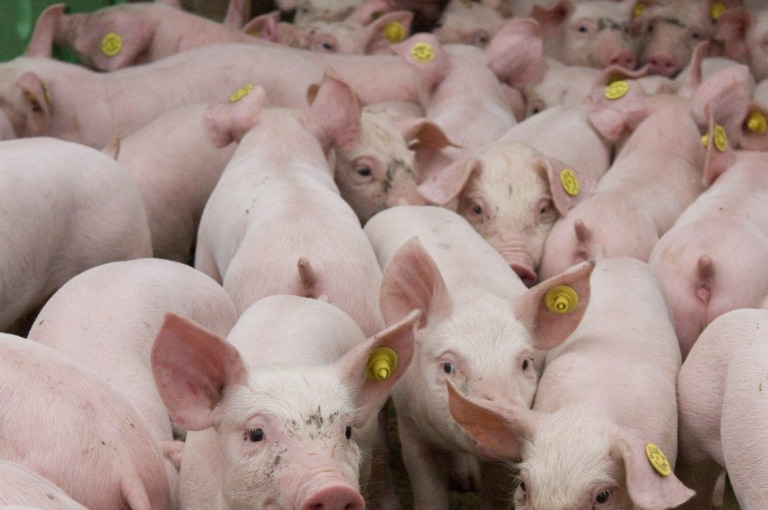African swine fever found in Kerala - order to kill pigs on the farm..!