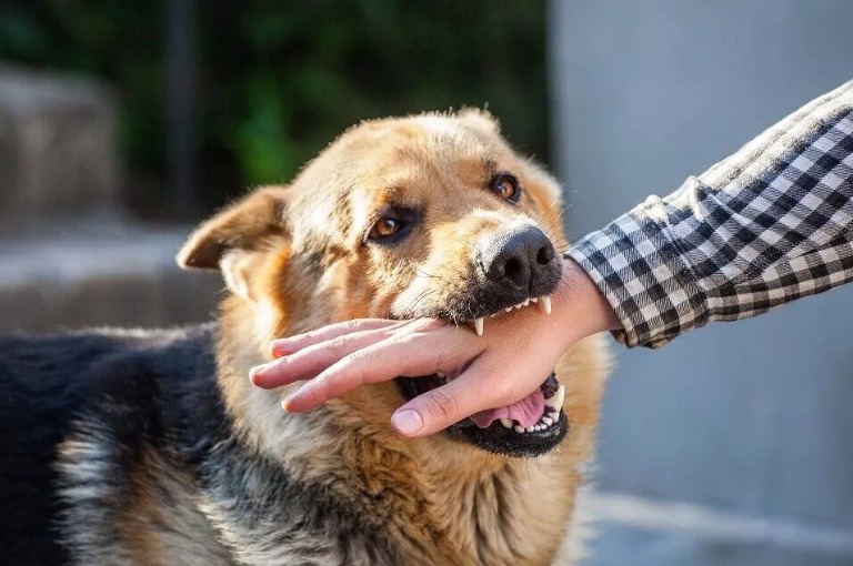 Be careful that your dog doesn't bite anyone, even a little bit will get you six months in jail