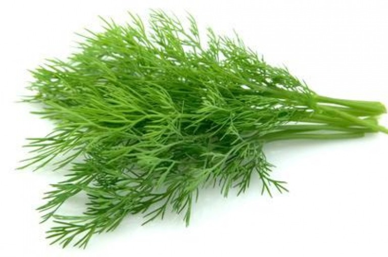 Dill Leaves health benefits explained in kannada