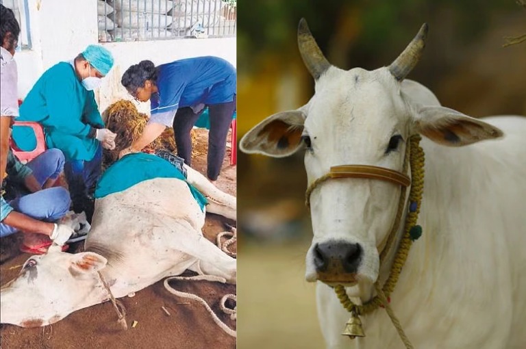 Doctors remove 30 kg of plastic from stomach of cow in Odisha