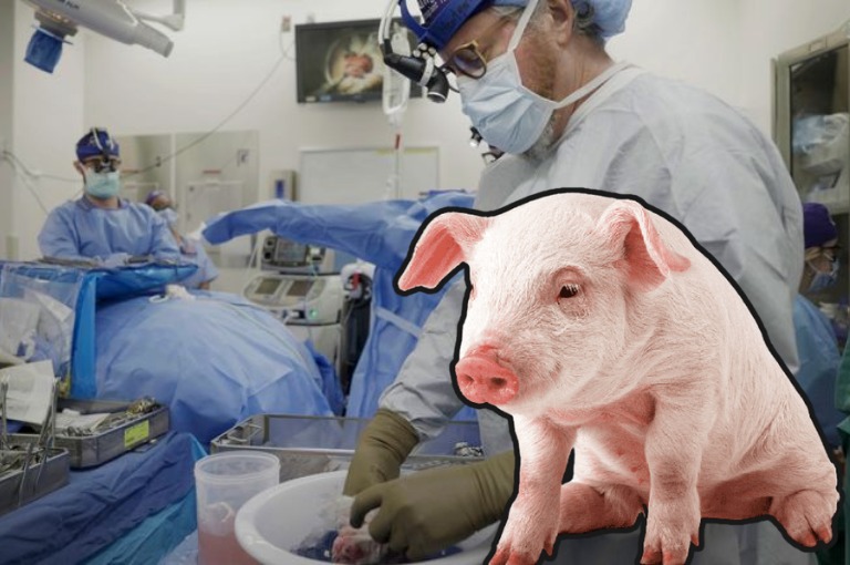 Scientists celebrate as pig kidney continues to function in human body