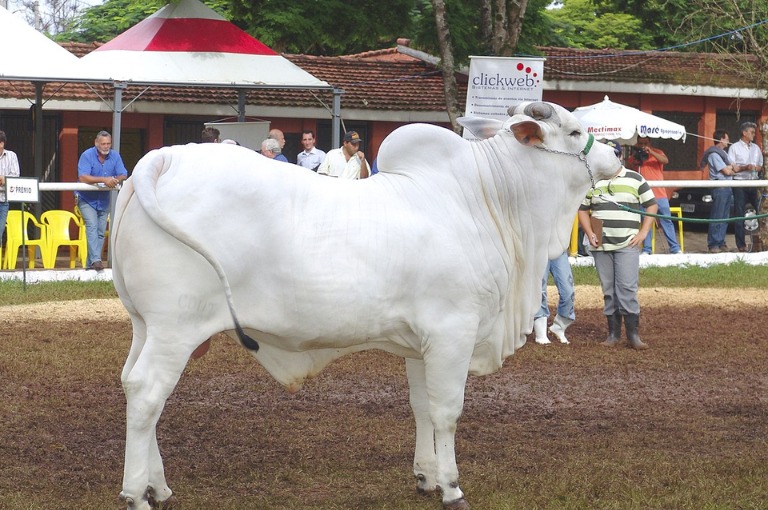 World's Most Expensive Cow