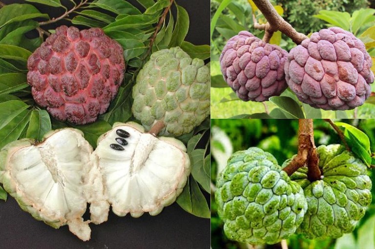 Eating custard apple can cure many diseases