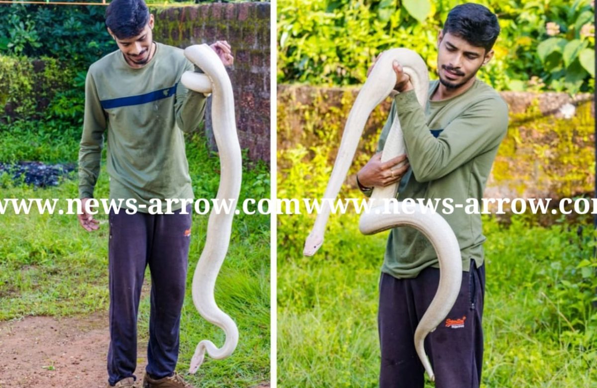Sanke pavan rescued white python found in kumuta