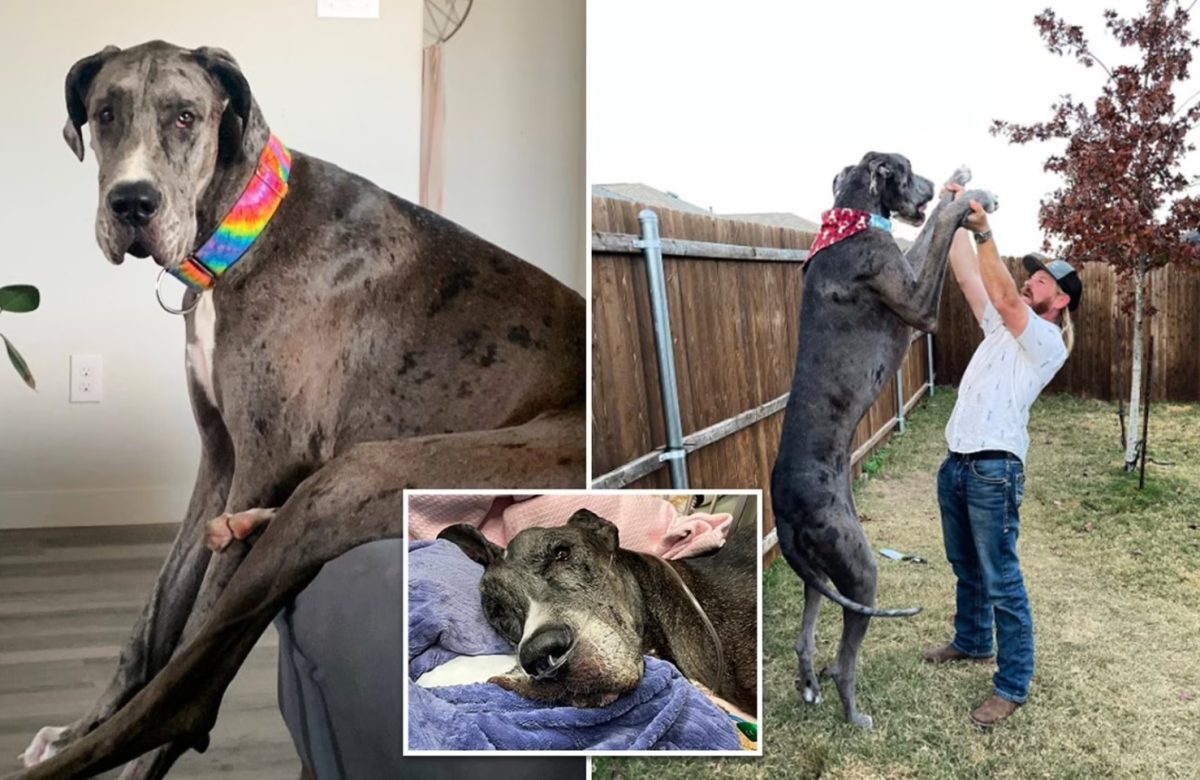World's tallest dog 'Zeus' dies due to pneumonia after cancer surgery
