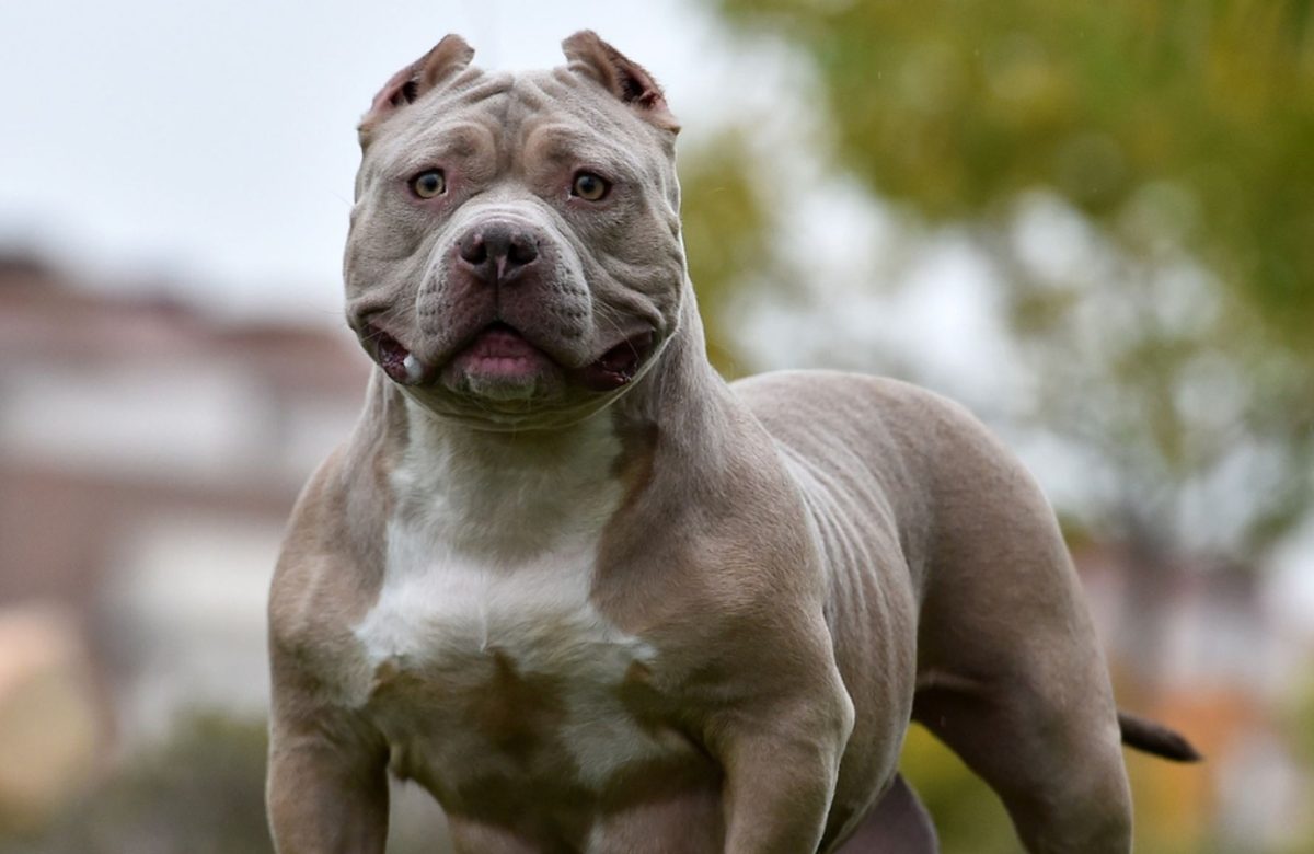XL Bully dog will be banned in UK