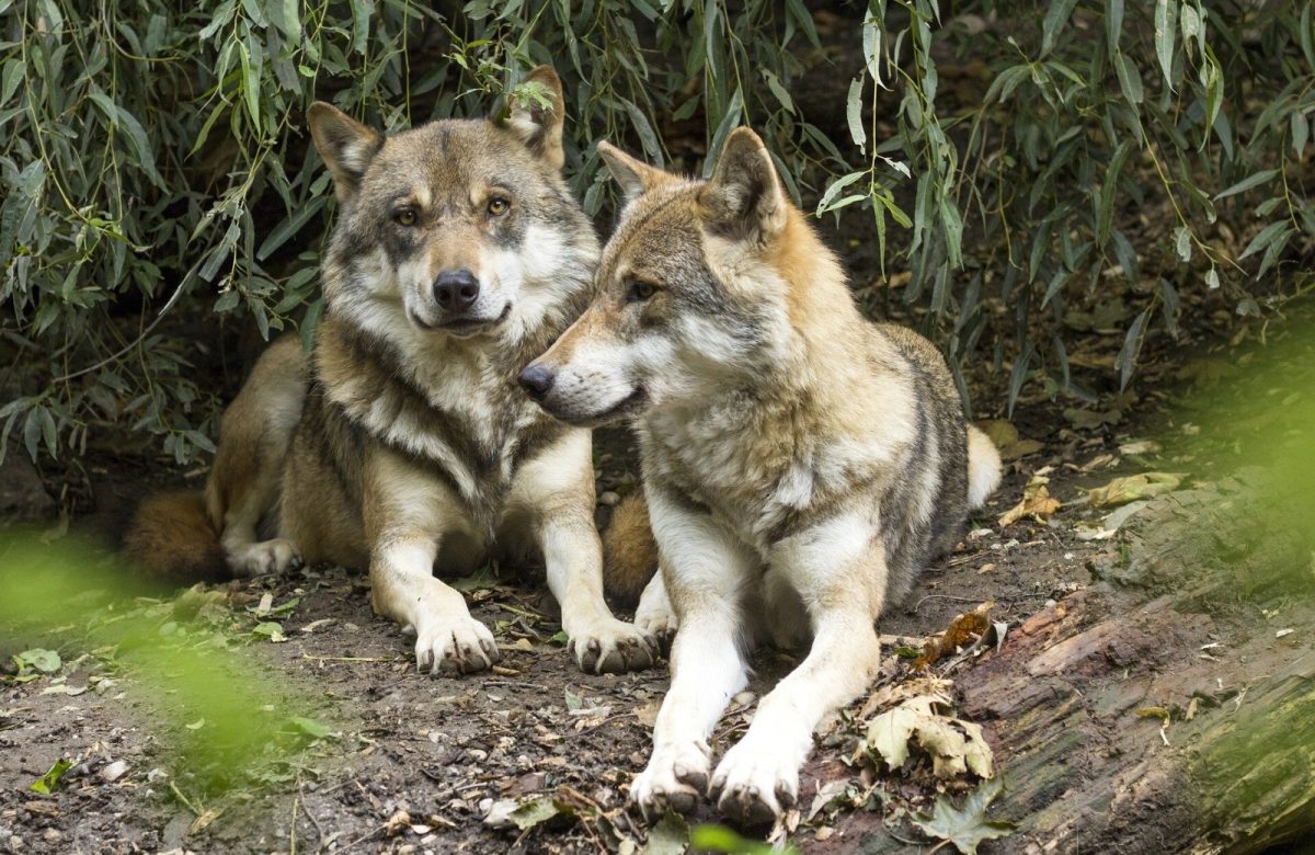 2 gray wolves captured and collared in Northern California