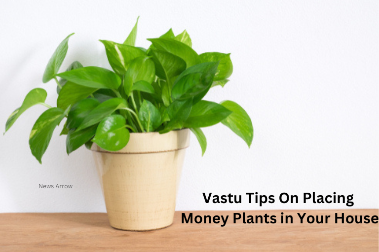 Vastu Tips On Placing Money Plants in Your House