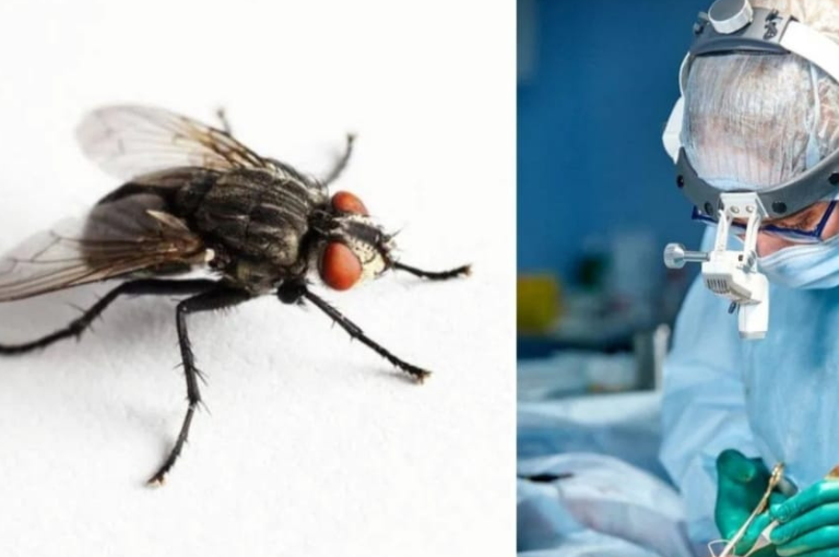 There was a live fly in a person's gut...! - Do you know how it got in…?