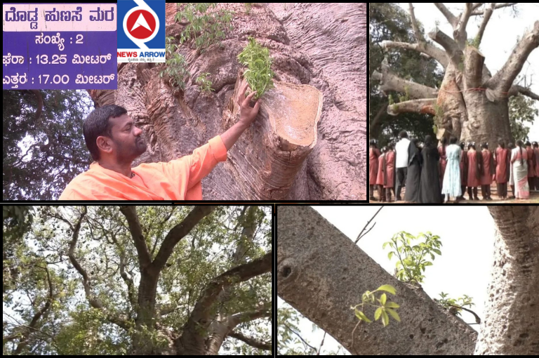 A 2000 year old tamarind tree is coming back to life...!