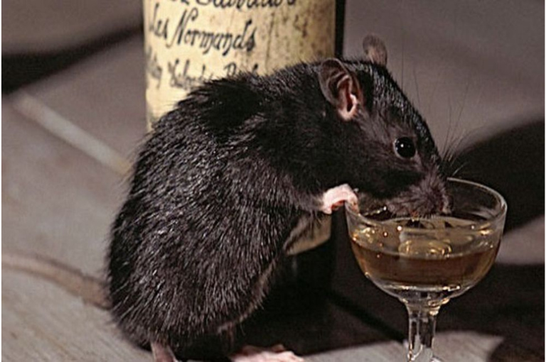 Madhya Pradesh cops 'imprison' rat for drinking seized liquor