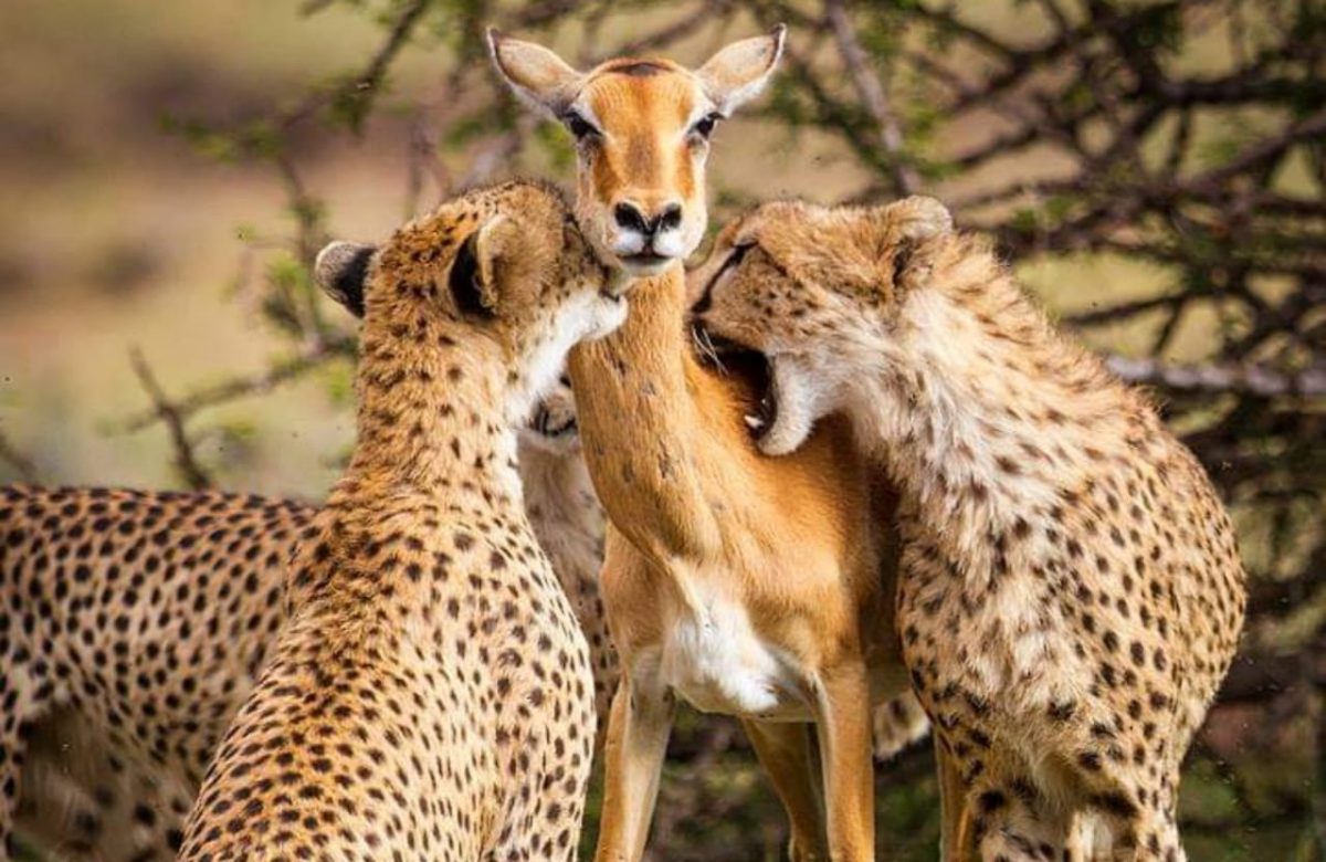 A deer gave its life to a leopard to defend its cubs?