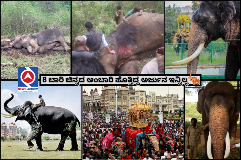 death-of-arjuna-who-carried-8-times-mysore-dussehra-ambari-an-elephant-died-fighting-with-a-lone-herd