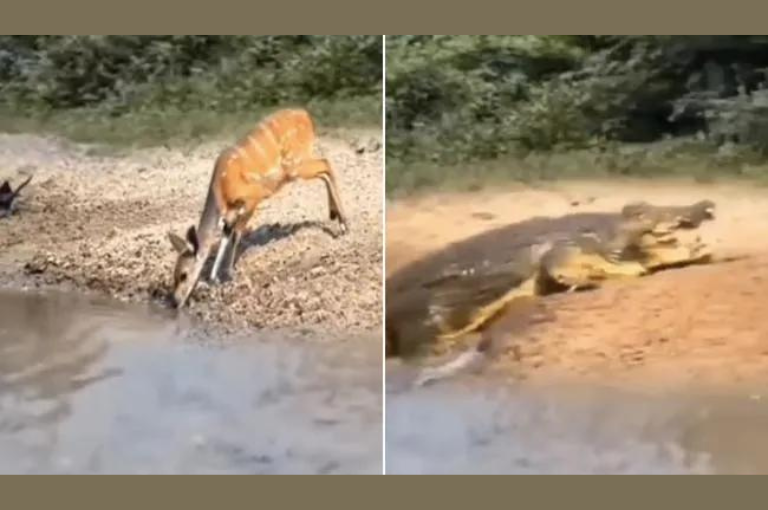 This Video Of A Crocodile Attacking A Deer Is Not For The Faint-Hearted