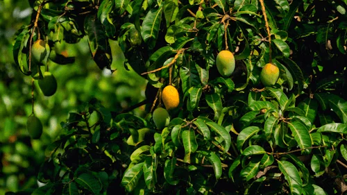 Benefits Of Mango Leaf