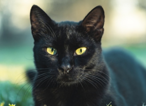 ಕಪ್ಪು ಬೆಕ್ಕು ಯಾಕಷ್ಟು ಭಯಾನಕ?; ಅದು ಅಪಶಕುನ ಅನ್ನೋದು ಎಷ್ಟು ನಿಜ? auspicious sign of good fortune black cat