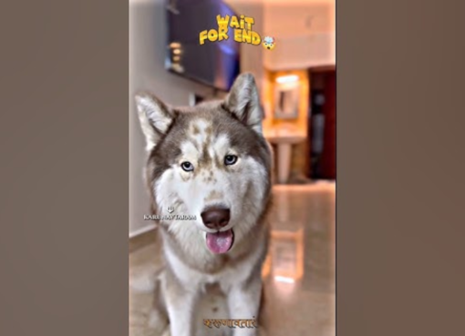 ರಾಮನಾಮ ಜಪಿಸುತ್ತಿರುವ ಶ್ವಾನ; ಕ್ಯೂಟ್ ವಿಡಿಯೋ ವೈರಲ್ Dog Saying Ram Ram