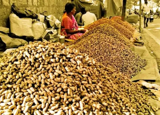 ಐತಿಹಾಸಿಕ ಬಸವನಗುಡಿ ಕಡಲೆಕಾಯಿ ಪರಿಷೆಗೆ ಚಾಲನೆ; ಏನಿದರ ಇತಿಹಾಸ, ಮಹತ್ವ ?