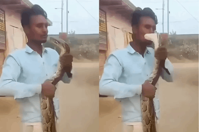 ದೈತ್ಯ ಹೆಬ್ಬಾವಿನ ಜೊತೆ ಸರಸ; ಮುತ್ತಿಡಲು ಹೋಗಿ ಕಚ್ಚಿಸಿಕೊಂಡ ಯುವಕ, ವಿಡಿಯೋ ವೈರಲ್