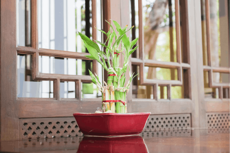 Lucky bamboo
