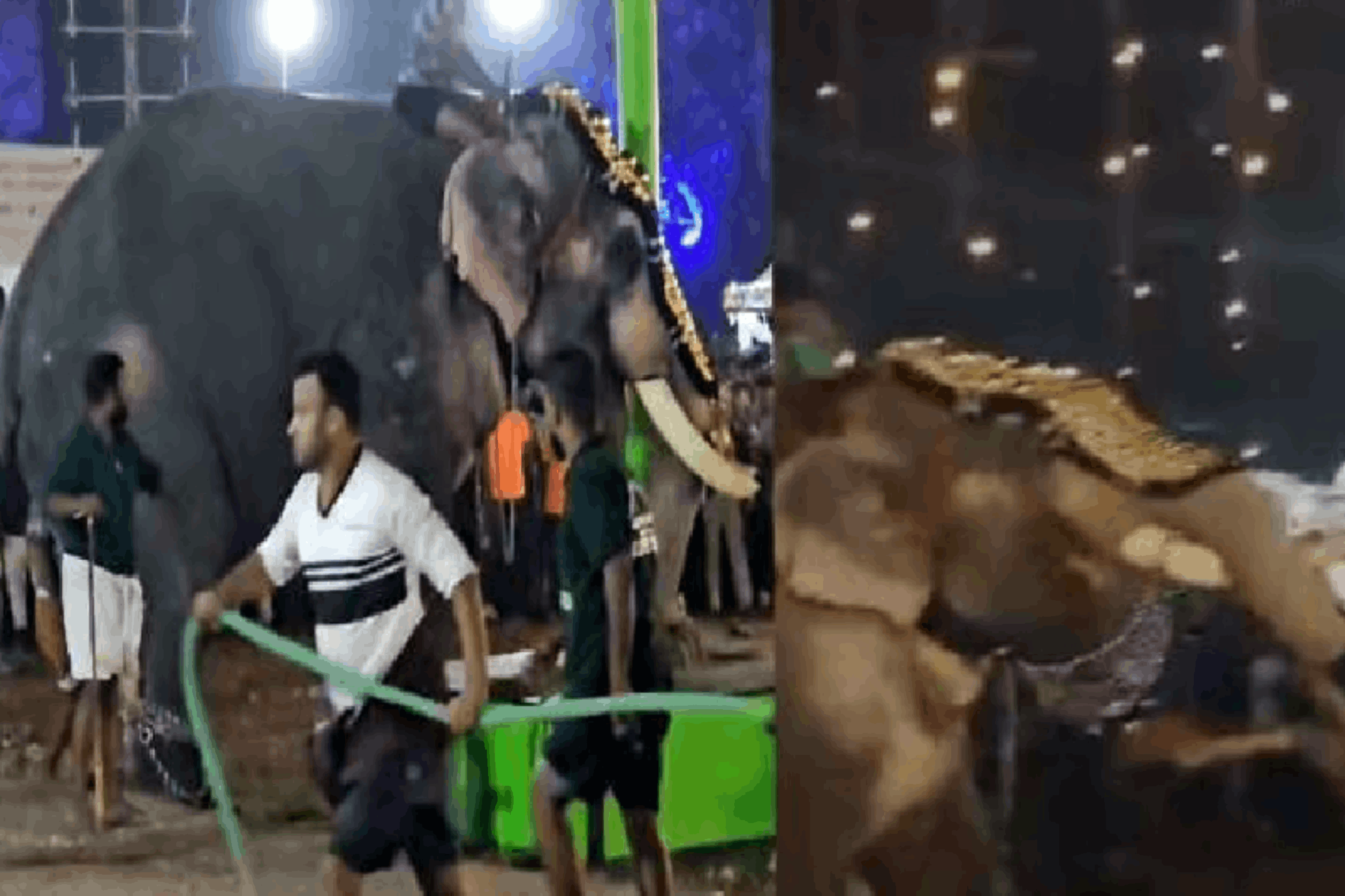 ವ್ಯಕ್ತಿಯನ್ನು ಸೊಂಡಿಲಲ್ಲಿ ಎಳೆದು ಬಿಸಾಡಿದ ಆನೆ; 17 ಮಂದಿಗೆ ಗಾಯ, ವಿಡಿಯೋ ವೈರಲ್